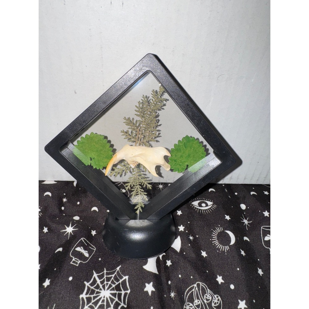 Muskrat jaw‎ floating frame taxidermy oddities art